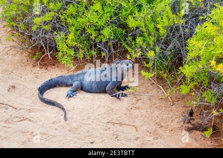 Eine Marine-Leguane (Amblyrhynchus cristatus) durch Vegetation durch Sand an einem Strand auf Dragon Hill, Santa Cruz Island, Galapagos Islands, Ecuador Stockfoto