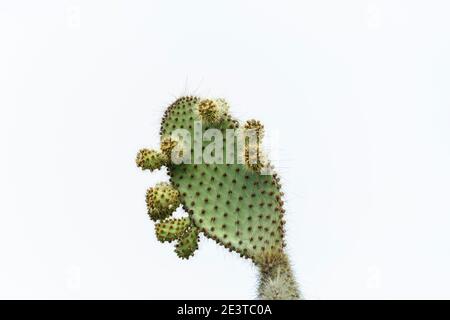 Nahaufnahme eines Kaktus mit Kaktus aus Kaktus (Opuntia echios var. echios) auf Dragon Hill, Santa Cruz Island, Galapagos Islands, Ecuador, Südamerika Stockfoto