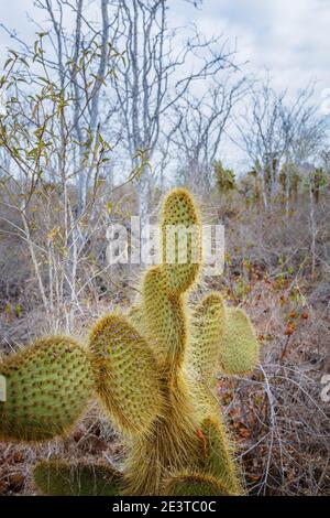 Kaktus aus Kaktus (Opuntia echios var. echios) wächst auf Dragon Hill, Santa Cruz Island, Galapagos Islands, Ecuador, Südamerika Stockfoto