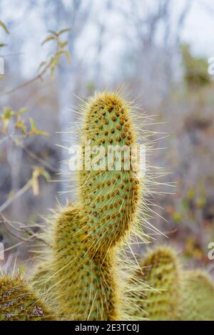 Kaktus aus Kaktus (Opuntia echios var. echios) wächst auf Dragon Hill, Santa Cruz Island, Galapagos Islands, Ecuador, Südamerika Stockfoto