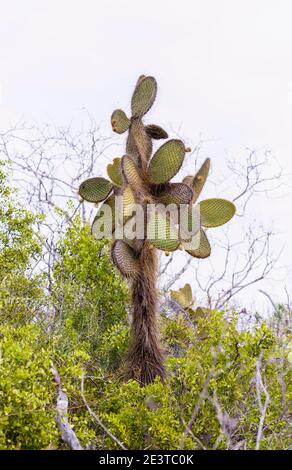 Kaktus aus Kaktus (Opuntia echios var. echios) wächst auf Dragon Hill, Santa Cruz Island, Galapagos Islands, Ecuador, Südamerika Stockfoto