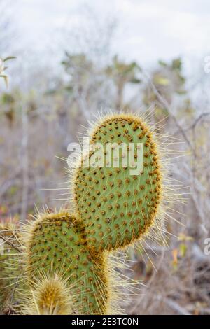 Kaktus aus Kaktus (Opuntia echios var. echios) wächst auf Dragon Hill, Santa Cruz Island, Galapagos Islands, Ecuador, Südamerika Stockfoto