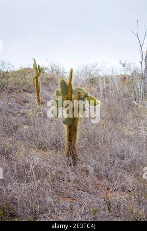 Kaktus aus Kaktus (Opuntia echios var. echios) wächst auf Dragon Hill, Santa Cruz Island, Galapagos Islands, Ecuador, Südamerika Stockfoto