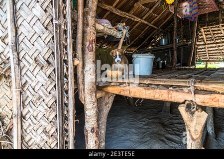 Kleiner Hund in typischer Hütte von Papua Neuguinea Stockfoto