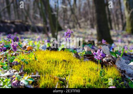 Frühlingsblumen im Wald in grünem Gras, Moos. Hochwertige Fotos Stockfoto