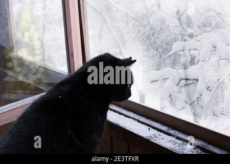 Schwarze Katze, die die Winterlandschaft im Fenster betrachtet Stockfoto