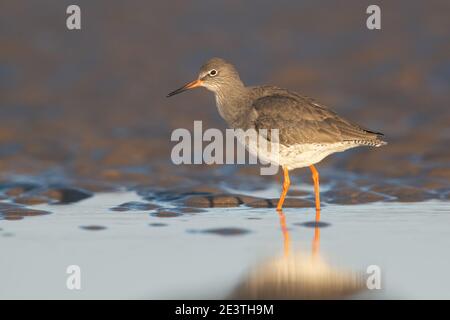 Rotschenkel (Tringa totanus) Auf der Suche nach Essen an der Norfolk-Küste Stockfoto