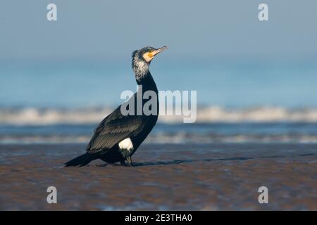 Kormoran (Phalacrocorax carbo) In der Zucht Gefieder an der Norfolk Küste Stockfoto