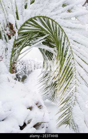 Ein ungewöhnliches Bild eines Palmblattes, komplett von einer dicken Schneeschicht gebogen, Konzept für den Klimawandel. Spanien, extremadura. Stockfoto