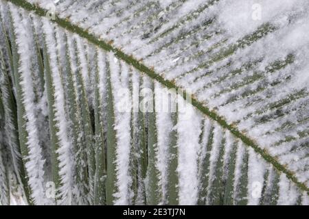 Ein ungewöhnliches Bild eines Palmblattes, komplett von einer dicken Schneeschicht gebogen, Konzept für den Klimawandel. Spanien, extremadura. Stockfoto