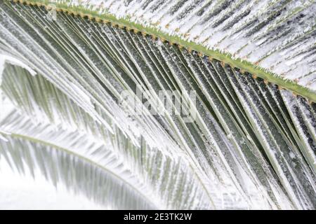 Ein ungewöhnliches Bild eines Palmblattes, komplett von einer dicken Schneeschicht gebogen, Konzept für den Klimawandel. Spanien, extremadura. Stockfoto