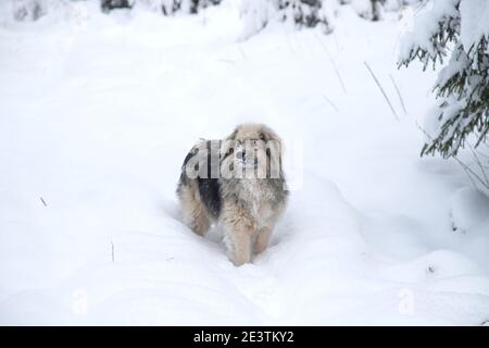 Ein Mischlingshund steht in einer tiefen Schneeverwehung im Wald. Stockfoto