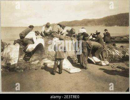 Makah Indianer schneiden einen Wal, ca. 1910 (MOHai 6882). Stockfoto