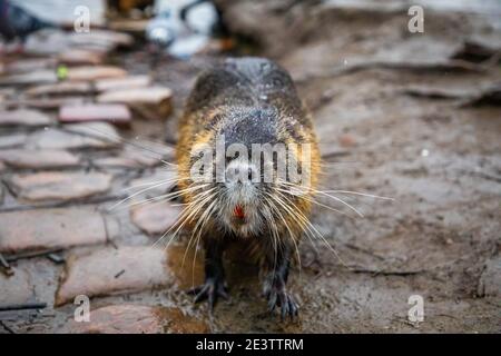 Nutria im Wasser der Moldau auf der Karlsbrücke backgrond in Prag, Tschechische republik Stockfoto