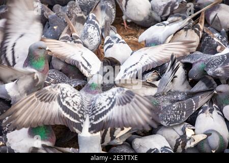 Eine Herde, viele Tauben kämpfen um Nahrung und Brot in der Natur. Füttern der hungrigen Vögel Stockfoto