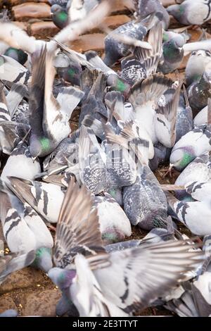 Eine Herde, viele Tauben kämpfen um Nahrung und Brot in der Natur. Füttern der hungrigen Vögel Stockfoto