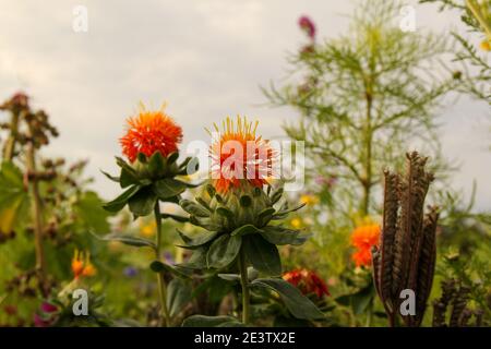 Zwei schöne orangefarbene Saflorblüten in einem Feldrand im holländische Landschaft im Sommer Stockfoto