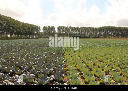 Ein großes Feld mit biologischen roten und weißen Kohl und Eine Reihe von Bäumen in der niederländischen Landschaft in zeeland Im Sommer Stockfoto