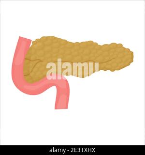 Pankreas menschliches Organ, medizinisches Modell in Cartoon-Stil isoliert auf weißem Hintergrund Stock Vektor-Illustration. Sheme, Strukturkonzept, Bildungselement. Vektorgrafik Stock Vektor