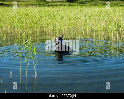 Ein Mann in einem Tauchanzug und einer Maske mit Schnorchel schwimmt im Schilf und sucht an einem sonnigen Sommertag nach Fischen. Stockfoto