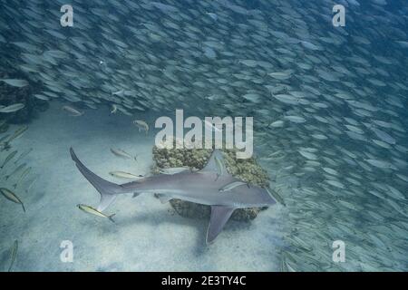 Sandbarhai, Carcharhinus plumbeus, Schwimmen in einer Schule der Schule oder bigeye scad, Selar crumenophthalmus, Keauhou Bay, South Kona, Hawaii (The Big Stockfoto