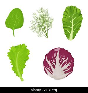 Frische, rohe Salatblätter im Cartoon-Stil Set. Dill, Salat, Romain, Spinat und Radicchio isoliert auf weißem Hintergrund. Sammlung Kräuter, Zutat. Vektorgrafik Stock Vektor