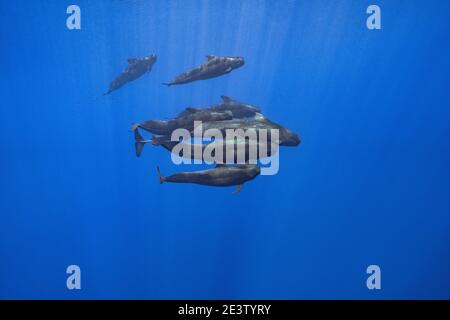 Schote von Kurzflossentäuberwalen, Globicephala macrorhynchus, Süd Kona Coast, Hawaii, USA ( Zentralpazifischer Ozean ) Stockfoto