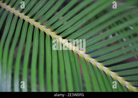 Selektiver Fokus des diagonalen Palmenblatt-Musters unter der hellen Sonne. Frische grüne Dattelpalme Zweig in Bewegung. Nahaufnahme Stockfoto