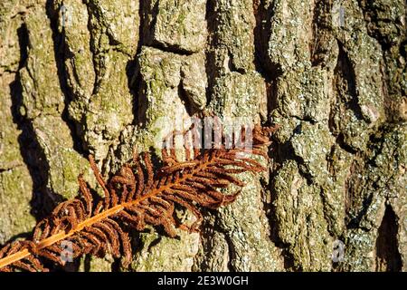 Trockenes braunes Farnblatt auf verschwommenem Hintergrund von Holzstamm. Selektiver Fokus Stockfoto