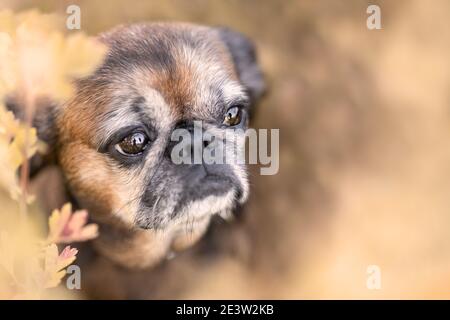 Porträt des Gesichts von kleinen kleinen kleinen brabant Gänsegeier Hund Unter Herbstblumen und Blättern Stockfoto