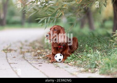 Red irish Setter Hund liegend auf grünem Gras mit Lieblingsspielzeug kleiner Fußball in der Natur Stockfoto