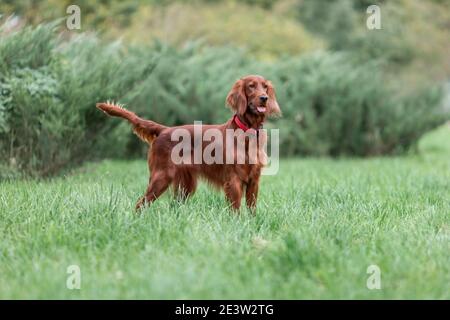 Rot-irischer Setter Hund steht auf grünem Gras an Sommer Natur Stockfoto