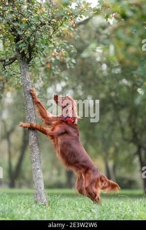 Red irish Setter Hund versucht, an Äpfel zu bekommen Baum, während im Freien Aktivität Spiele in der Natur Stockfoto