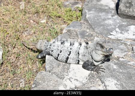 Iguana sonnt sich auf einem trockenen Felsen unter den Maya-Ruinen aus Tulum, Yucatan, Mexiko Stockfoto