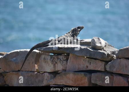 Iguana sonnt sich auf einem trockenen Felsen unter den Maya-Ruinen aus Tulum, Yucatan, Mexiko Stockfoto