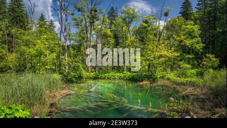 Untergetauchte Baumstämme in sauberen, türkisfarbenen Teich umgeben von üppigen grünen Pflanzen und Wald. Nationalpark Plitvicer Seen UNESCO Weltkulturerbe, Kroatien Stockfoto