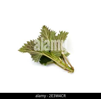 Frische grüne Brennnessel isoliert auf weißem Hintergrund. Junge Sprossen aus der Brennnessel. Stockfoto