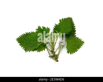 Frische grüne Brennnessel isoliert auf weißem Hintergrund. Junge Sprossen aus der Brennnessel. Stockfoto