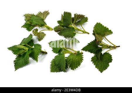 Frische grüne Brennnessel isoliert auf weißem Hintergrund. Junge Sprossen aus der Brennnessel. Stockfoto