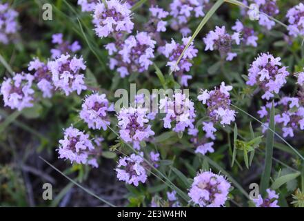 Blumen von Thymian in natürlicher Umgebung. Der Thymian wird häufig in der Kochkunst und in der Kräutermedizin verwendet. Stockfoto