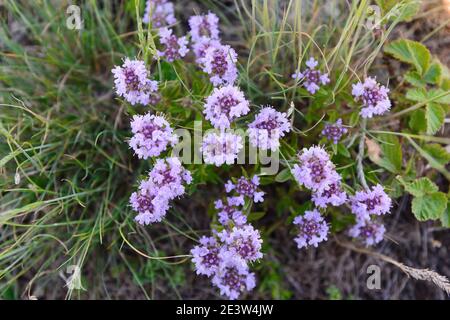 Blumen von Thymian in natürlicher Umgebung. Der Thymian wird häufig in der Kochkunst und in der Kräutermedizin verwendet. Stockfoto