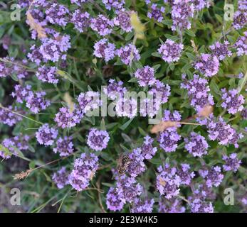 Blumen von Thymian in natürlicher Umgebung. Der Thymian wird häufig in der Kochkunst und in der Kräutermedizin verwendet. Stockfoto