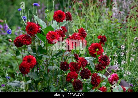 Dahlie arabische Nacht, dunkel rot, Schokolade, Blumen, Blumen, Blüte, Dahlien, RM Floral Stockfoto