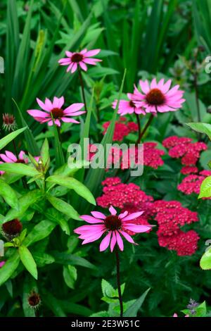 echinacea purpurea, achillea roter Samt, Koneblume, Schafgarbe rote und violette Blumen, rot und lila Blume, gemischte Pflanzung Schema, RM Floral Stockfoto