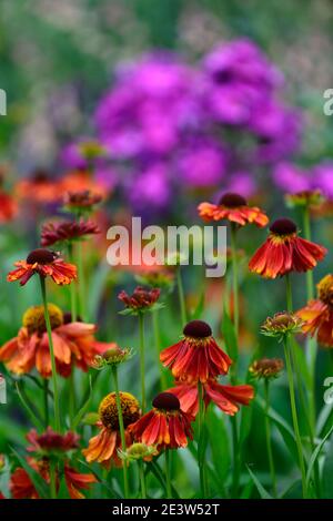 Helenium Moerheim Schönheit, orange rot, Blume, Blumen, Blüte, Garten, Pflanzenkombination, Mischung, gemischt, lila Phlox im Hintergrund, RM floral Stockfoto