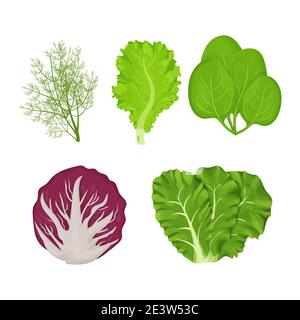 Frische, rohe Salatblätter im Cartoon-Stil Set. Dill, Salat, Romain, Spinat und Radicchio isoliert auf weißem Hintergrund. Sammlung Kräuter, Zutat. Vektorgrafik Stock Vektor
