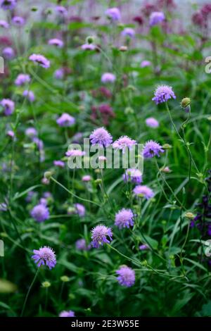 Knautia arvensis, scheußlich, Nadelkissen, Fliederblumen, Blume, Blüte, Wildblumen, Garten, Gärten, Tierfreundlich, RM Floral Stockfoto