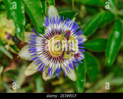 Nahaufnahme der Passionsfrucht-Blume. Stockfoto