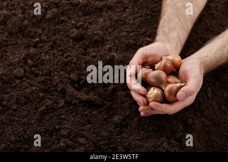 Mann hält Tulpenbirnen in den Händen, Nahaufnahme Stockfoto