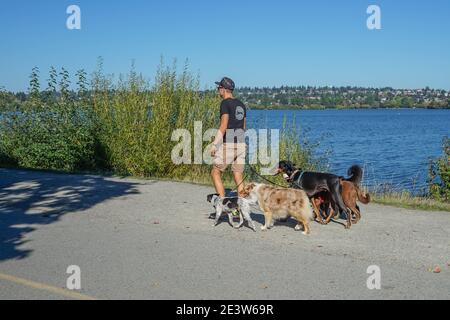 Ein Mann und seine 5 Hunde gehen um Green Lake, Seattle, Wa, USA Stockfoto